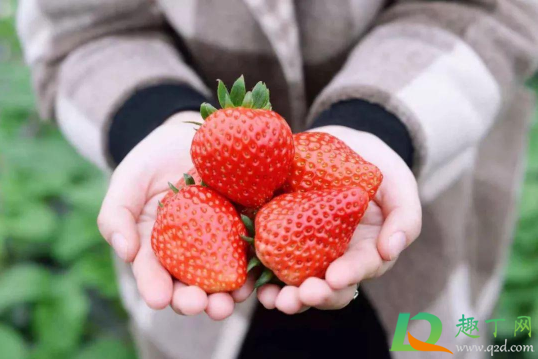 草莓放冰箱要套保鲜膜吗(草莓要用保鲜膜封住吗) 草莓放冰箱要套保鲜膜吗(草莓要用保鲜膜封住吗)