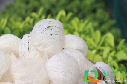 干燕窝放冰箱保鲜层可以吗(干燕窝能不能放冰箱保存)