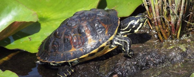 冬天养龟用不用放水(冬天养龟可以放温水吗)