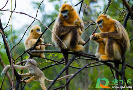 武汉野生动物王国什么时候开门(武汉野生动物园王国什么时候开园?)