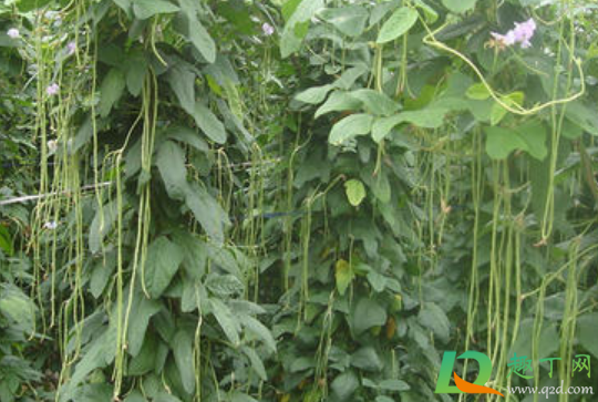 新生的豆角叶卷曲怎么治(豆角嫩叶卷曲)