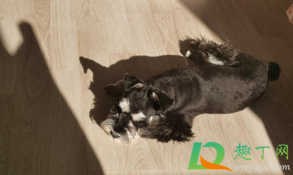 狗身上什么寄生虫会感染人(人会感染狗身上的寄生虫吗) 狗身上什么寄生虫会感染人(人会感染狗身上的寄生虫吗)