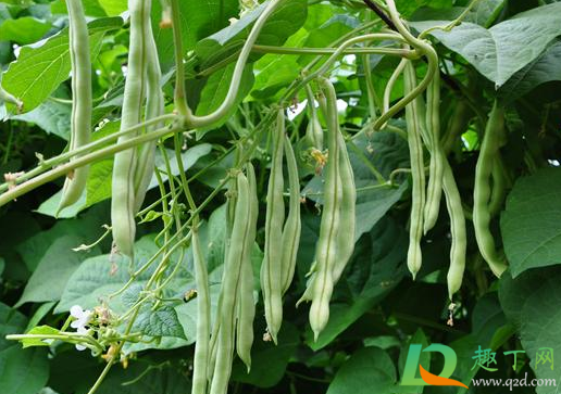 新生的豆角叶卷曲怎么治(豆角嫩叶卷曲)