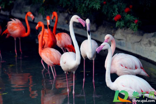 武汉野生动物王国门票怎么买(武汉动物园王国门票)