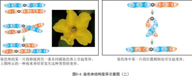 变异可以分为可遗传变异和不可遗传变异(不属于可遗传变异的为)