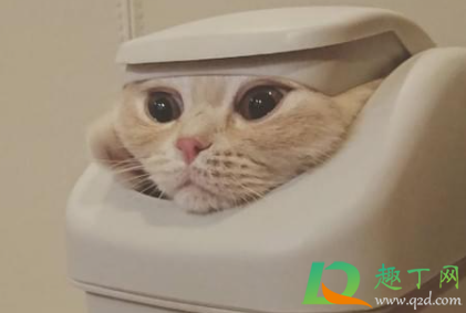 如何防止猫咪翻垃圾桶(如何阻止猫翻垃圾桶)