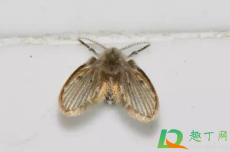 飞蛾在墙上不动是在产卵吗(墙上的飞蛾卵)