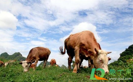 2021年养牛好还是养猪好(2021年养牛的前景好不好)