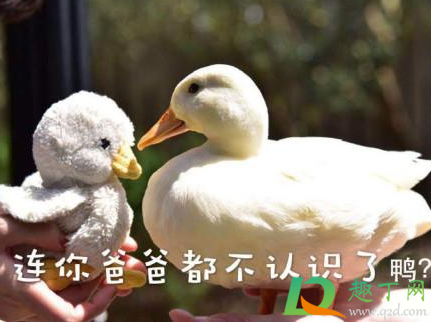 抖音抓鸭子啥梗什么意思(最近抖音抓鸭子是什么梗)