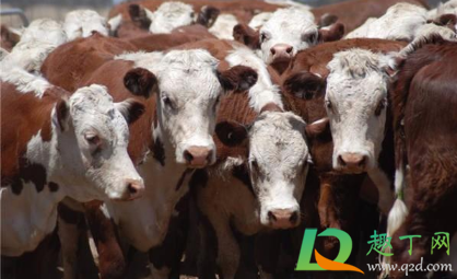 2021年养牛好还是养猪好(2021年养牛的前景好不好)