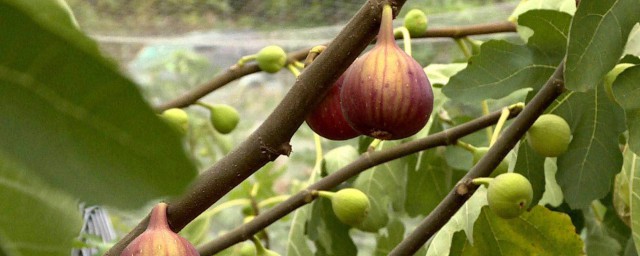 种植无花果赚钱吗(种无花果的效益怎么样)