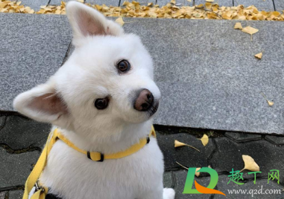 狗身上什么寄生虫会感染人(人会感染狗身上的寄生虫吗)