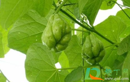 佛手瓜切了要怎么保存(切完佛手瓜后怎么清洗)