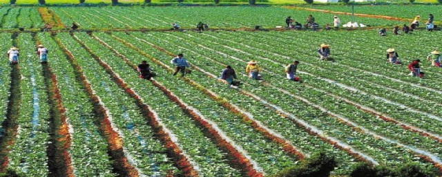 农村种植合作社需要什么手续(办种植养殖合作社需要什么手续)