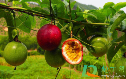 百香果带壳可以放冰箱吗(百香果能带皮放冰箱吗)