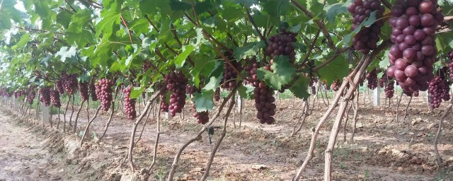 户太八号葡萄什么时候修剪？(户太八号葡萄啥时候开花)