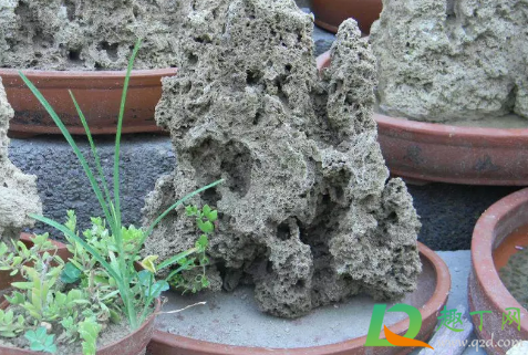 吸水石上种什么植物好成活(吸水石上栽什么植物好)