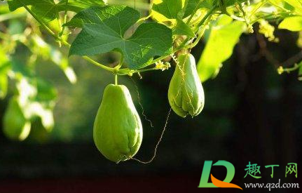 切佛手瓜手脱皮怎么办(切佛手瓜后手脱皮)