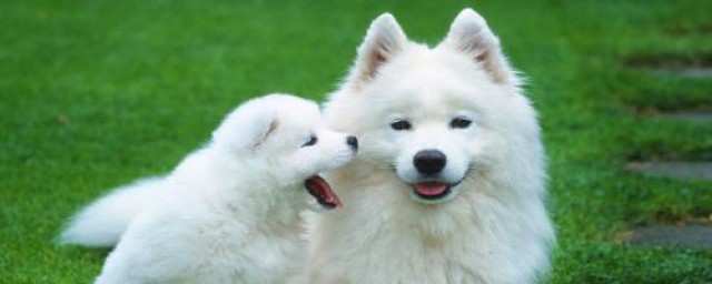 三傻狗是萨摩耶(萨摩耶三傻中的几傻)