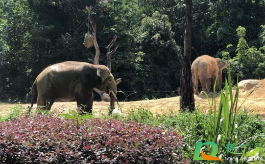 ​武汉野生动物王国在哪里