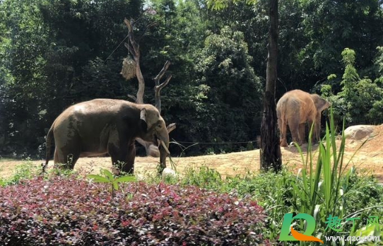 武汉野生动物王国什么时候开门(武汉野生动物园王国什么时候开园?)