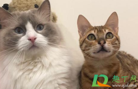 猫得传腹概率高不高(猫有多大几率得猫传腹)