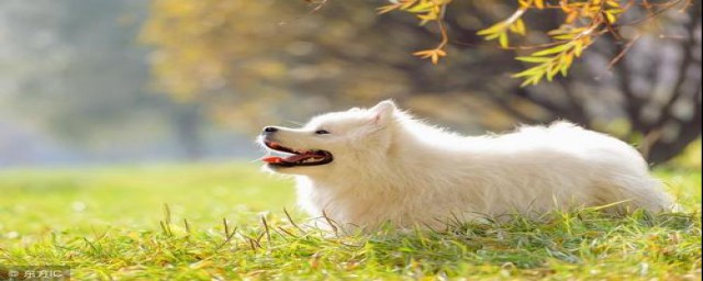 八个月萨摩合适吃的食物(萨摩能吃啥)