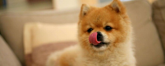 下面10种狗不掉毛(不掉狗毛的三种狗)