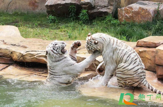 ​武汉野生动物王国在哪里