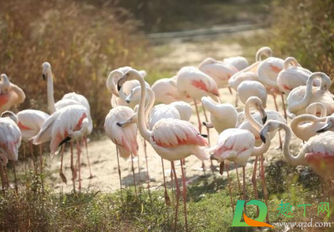 武汉野生动物王国几点开门几点关门(武汉野生动物园几点开门) 武汉野生动物王国几点开门几点关门(武汉野生动物园几点开门)
