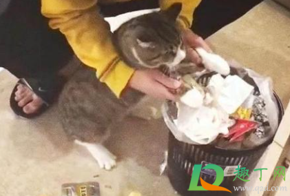如何防止猫咪翻垃圾桶(如何阻止猫翻垃圾桶)