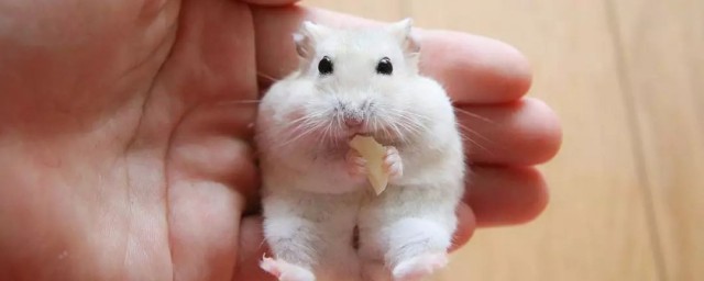 为什么仓鼠总躲起来(仓鼠为什么一直躲在一个地方)