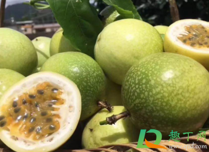 百香果皱皮是不新鲜吗(百香果怎么会皱皮)