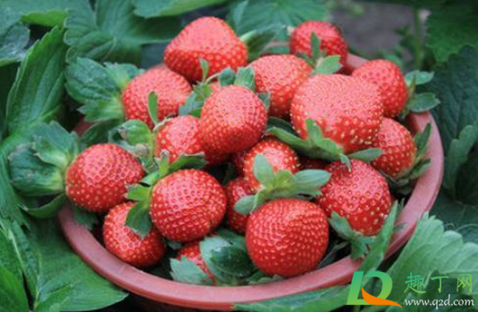 草莓根部发白是没有熟吗(草莓根部发白了还能吃吗)