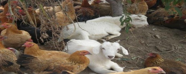 穷不养鸡富不养羊原来这个意思(穷不养鸡富不养牛)