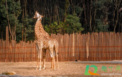 武汉野生动物王国值得去吗(武汉动物园和武汉野生动物王国哪个好玩)