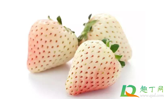 草莓是白色的是不是没熟(草莓根上有白色的是没熟吗)