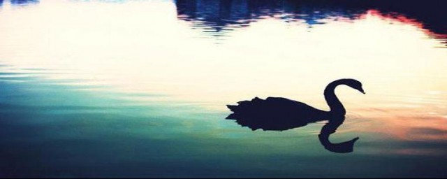 黑天鹅效应的意思(黑天鹅效应)