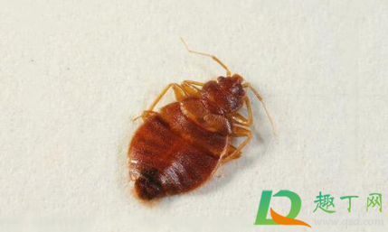床垫有尘虱怎么处理(床垫有床虱怎么处理)