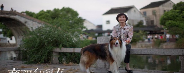 沈梅的电视剧介绍(沈红梅电视剧)