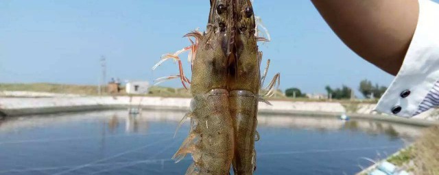 到底是什么呢(女朋友想要的到底是什么呢)