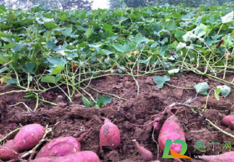 红薯叶能水培吗(水培红薯叶怎么施肥)