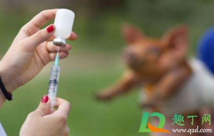 打狂犬疫苗期间吃羊肉有事吗(打狂犬疫苗期间可以吃羊肉么) 打狂犬疫苗期间吃羊肉有事吗(打狂犬疫苗期间可以吃羊肉么)