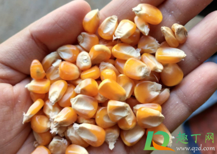 玉米有一粒发霉了还能吃吗(玉米有一部分发霉了还能吃吗)