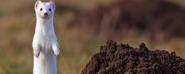 这个字怎么读(闽这个字怎么读)