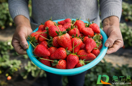 草莓表面的籽是绿色的能吃吗(草莓籽是绿色怎么回事)