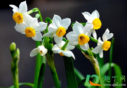 2021春节前后开花的花卉有哪些(2021春季赏花)