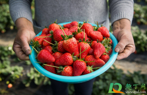 草莓破皮了还能吃吗(草莓破皮了怎么办)