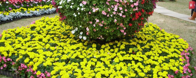 园艺业介绍(园艺产业概念)