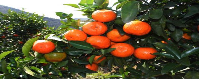 湖北可以种沙糖桔吗(湖南哪些地方能种沙糖桔)